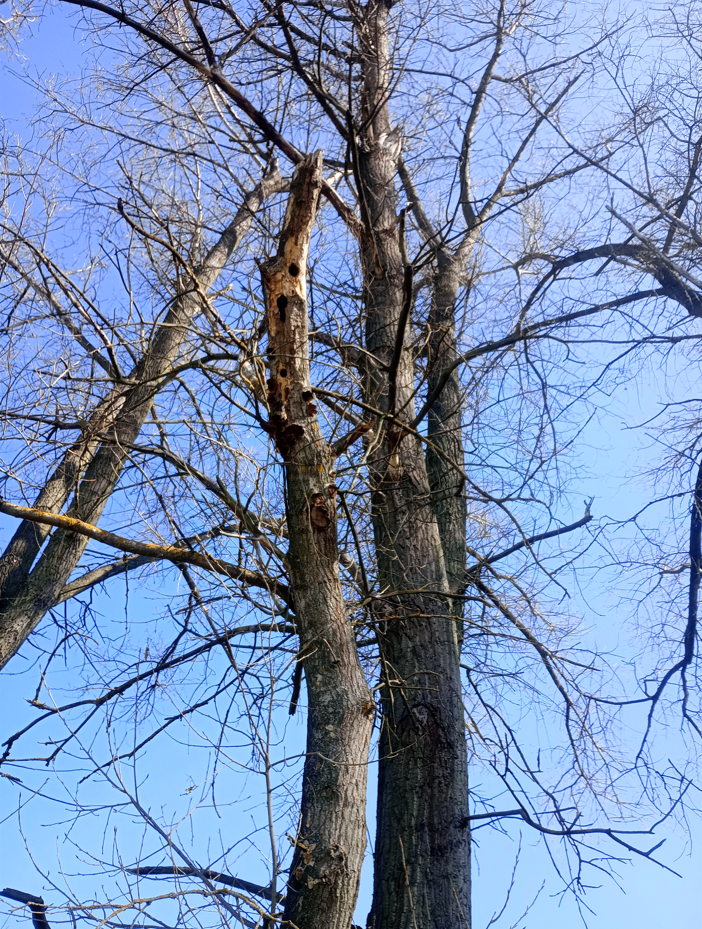 Pahýly kosterních větví s plodnicemi hub