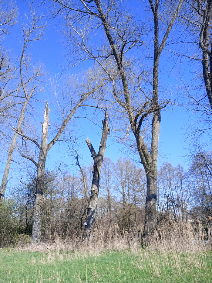 Torza topolů a topoly určené k torzaci