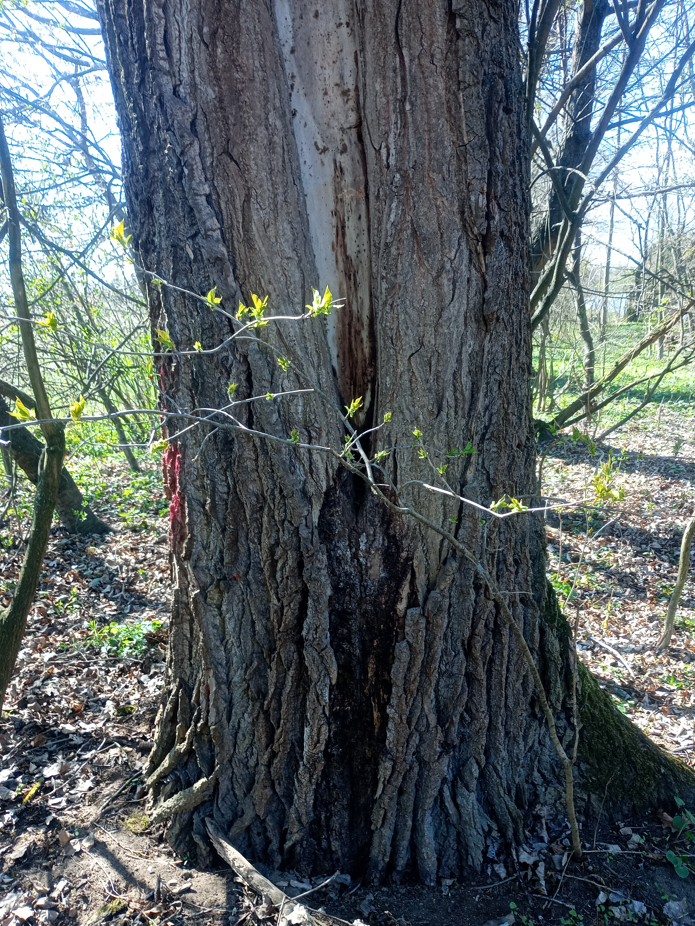 Infekce pod trhlinou