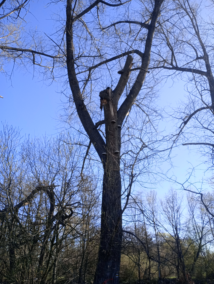 Odlomená část koruny topolu s plodnicemi hub